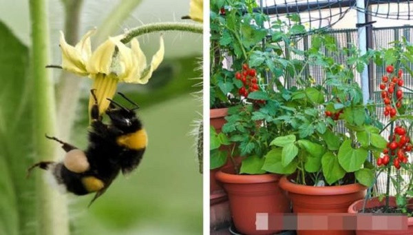 7 loai dong vat nho be bi con nguoi ghet bo nhung huu ich-Hinh-5