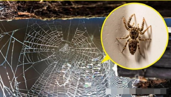 7 loai dong vat nho be bi con nguoi ghet bo nhung huu ich-Hinh-3