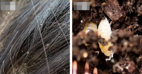 7 loai dong vat nho be bi con nguoi ghet bo nhung huu ich-Hinh-2