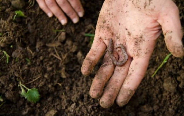 7 loai dong vat nho be bi con nguoi ghet bo nhung huu ich