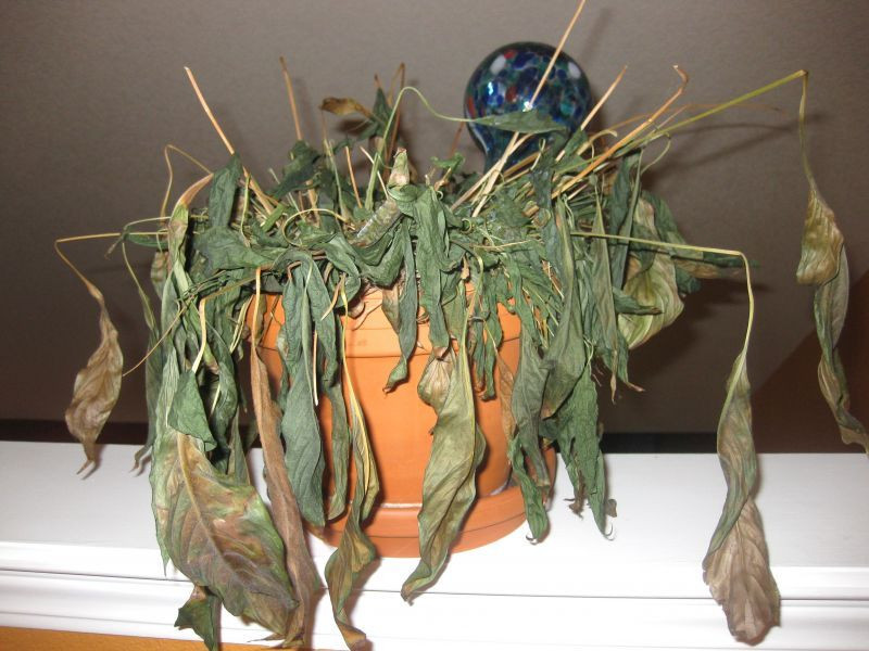 Hao tai tan cua neu ban giu mai thu nay trong nha khong vut-Hinh-2