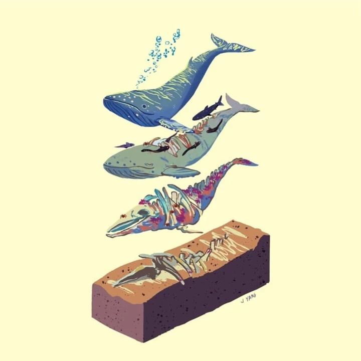 Cai chet cua ca voi lai la cong hien vi dai cho dai duong-Hinh-2