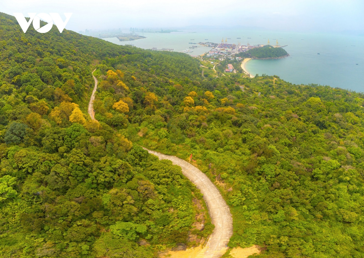 Lim xẹt- loài hoa độc đáo phủ vàng một góc bán đảo Sơn Trà Lim xet- loai hoa doc dao phu vang mot goc ban dao Son Tra