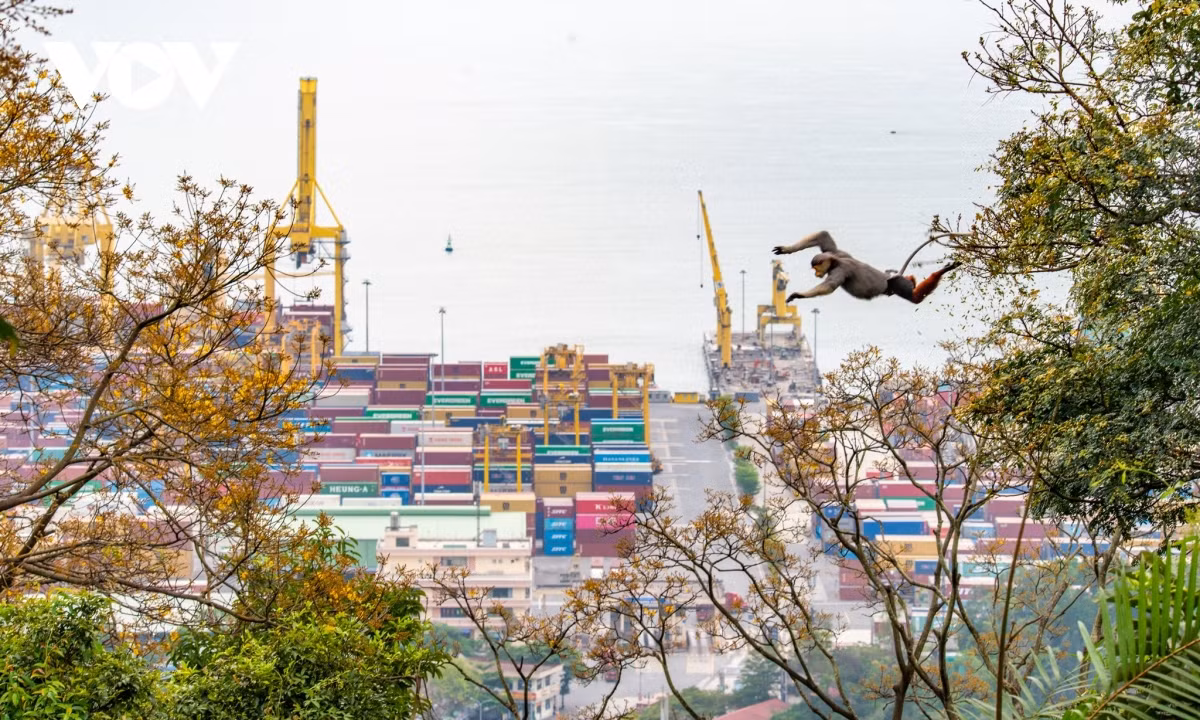 Khoảnh khắc những chú voọc di chuyển qua những cây Lim xẹt vàng đang nở luôn thu hút mọi người khi đến đây.