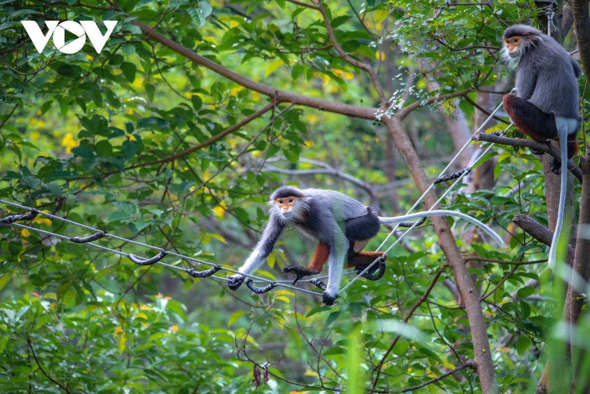 Lim xẹt- loài hoa độc đáo phủ vàng một góc bán đảo Sơn Trà - Hình 9 Lim xet- loai hoa doc dao phu vang mot goc ban dao Son Tra-Hinh-9