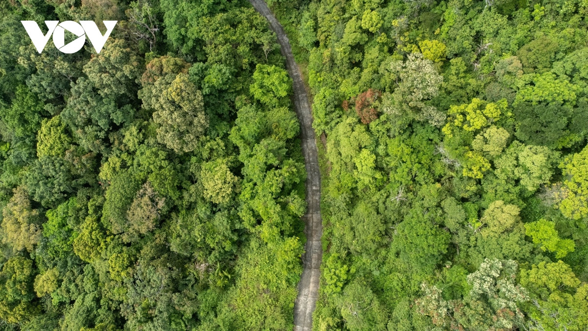 Lim xẹt- loài hoa độc đáo phủ vàng một góc bán đảo Sơn Trà - Hình 4 Lim xet- loai hoa doc dao phu vang mot goc ban dao Son Tra-Hinh-4