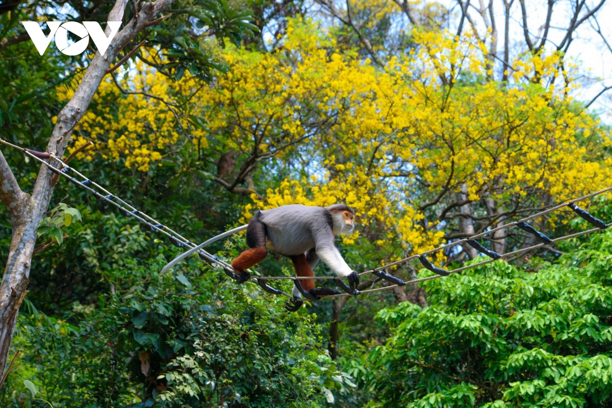 Lim xẹt- loài hoa độc đáo phủ vàng một góc bán đảo Sơn Trà - Hình 6 Lim xet- loai hoa doc dao phu vang mot goc ban dao Son Tra-Hinh-6