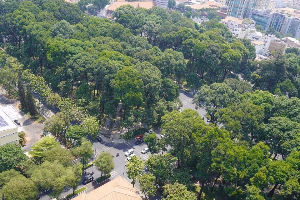 Nhung mang xanh giup TP HCM giai nhiet trong mua nang nong-Hinh-4