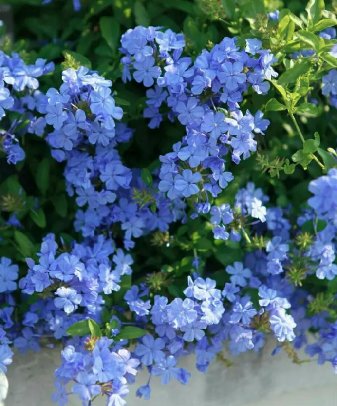 Khu vườn sau khi được cải tạo ngập tràn sắc hoa và cây, mang tới cảm giác dễ chịu vô cùng. 