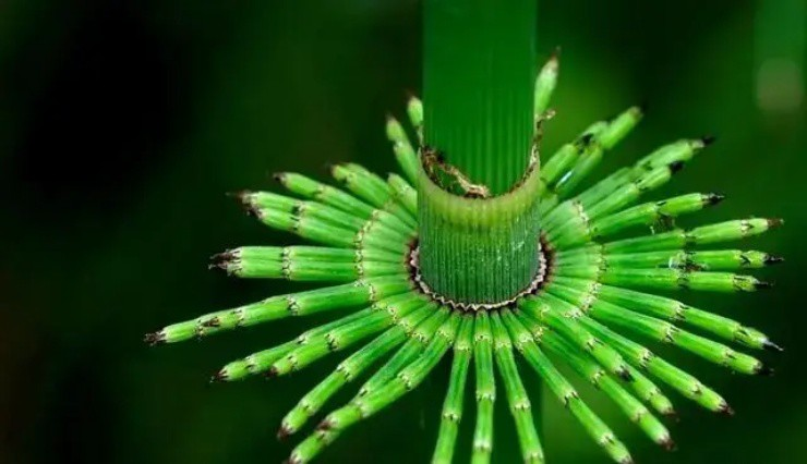 Moc tac- cay co dai khong hoa, khong la, co the hai ra tien-Hinh-2