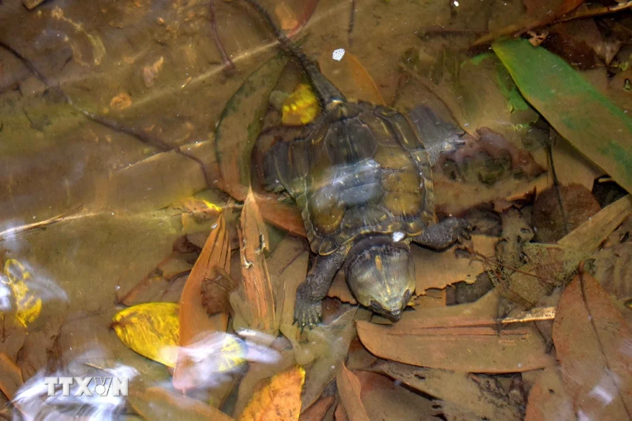 Ở Việt Nam, rùa đầu to thuộc nhóm IB, nằm trong danh sách những loài động vật hoang dã nguy cấp, quý hiếm cần được bảo vệ nghiêm ngặt.