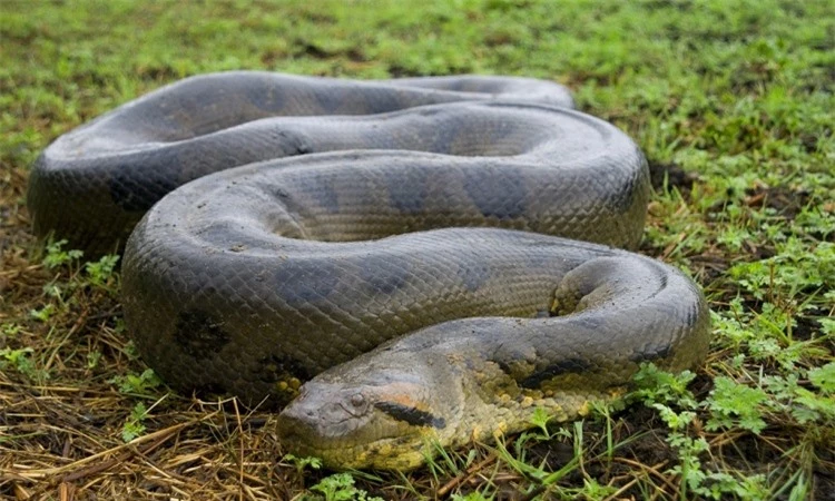 Tan muc loai tran quai vat to nhat the gioi, than nhu lop xe-Hinh-4