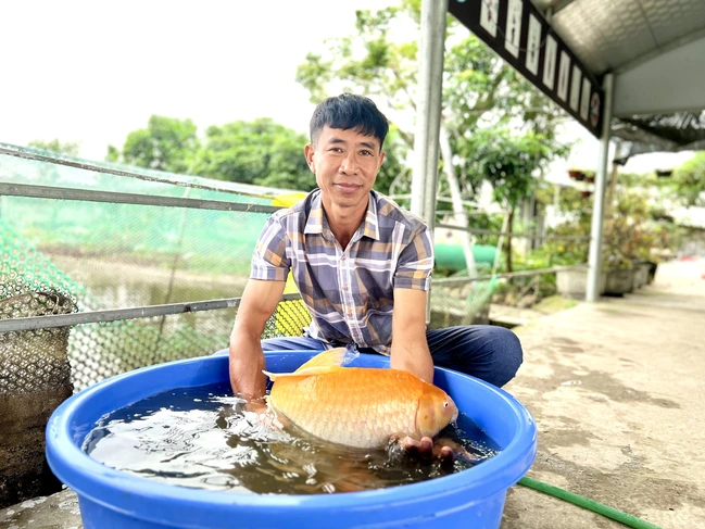 Nuôi loài cá quý tộc, nông dân Hải Phòng bán 4 - 5 triệu đồng/con Nuoi loai ca quy toc, nong dan Hai Phong ban 4 - 5 trieu dong/con