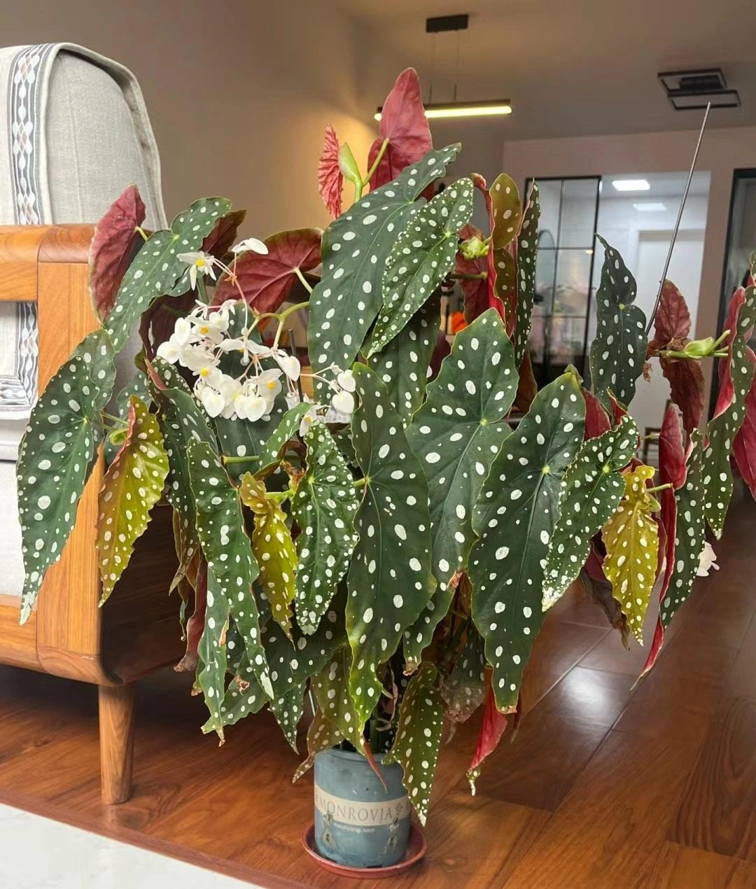 Thu hai duong cham bi, cay canh quy toc 