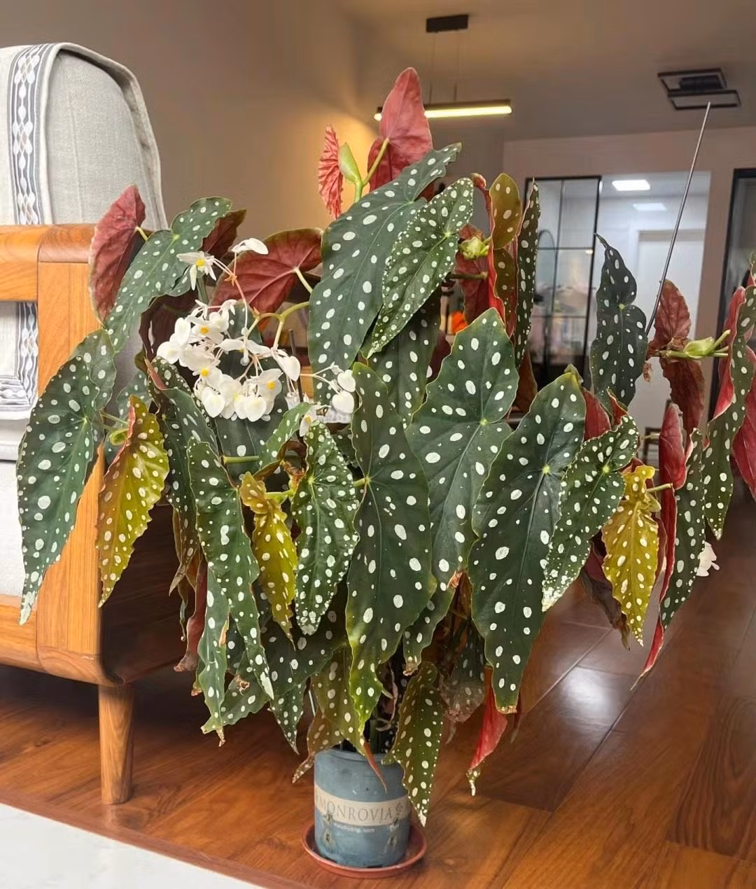 Thu hai duong cham bi, cay canh quy toc 