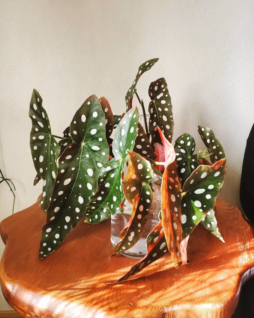 Thu hai duong cham bi, cay canh quy toc 