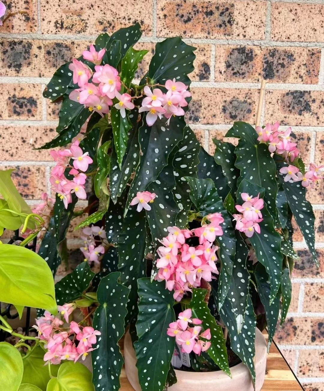 Thu hai duong cham bi, cay canh quy toc 