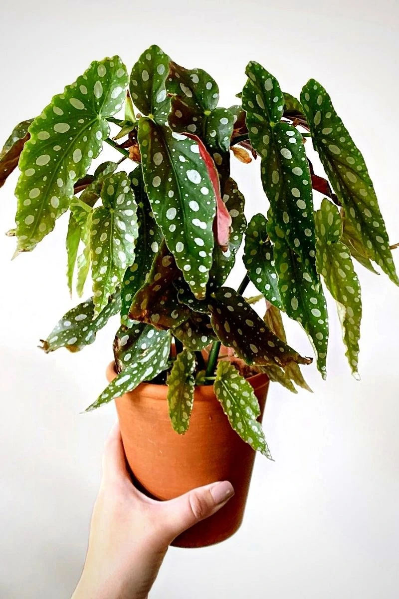 Thu hai duong cham bi, cay canh quy toc 