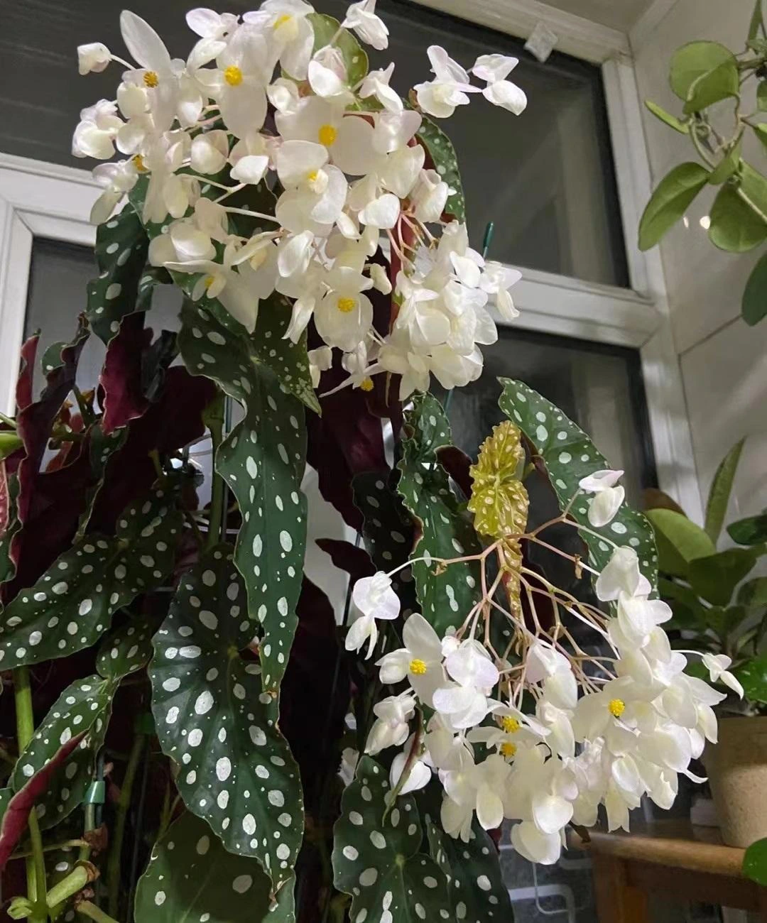 Thu hai duong cham bi, cay canh quy toc 