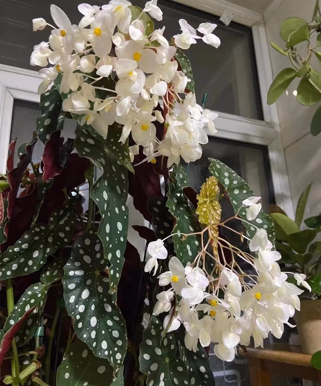 Thu hai duong cham bi, cay canh quy toc 