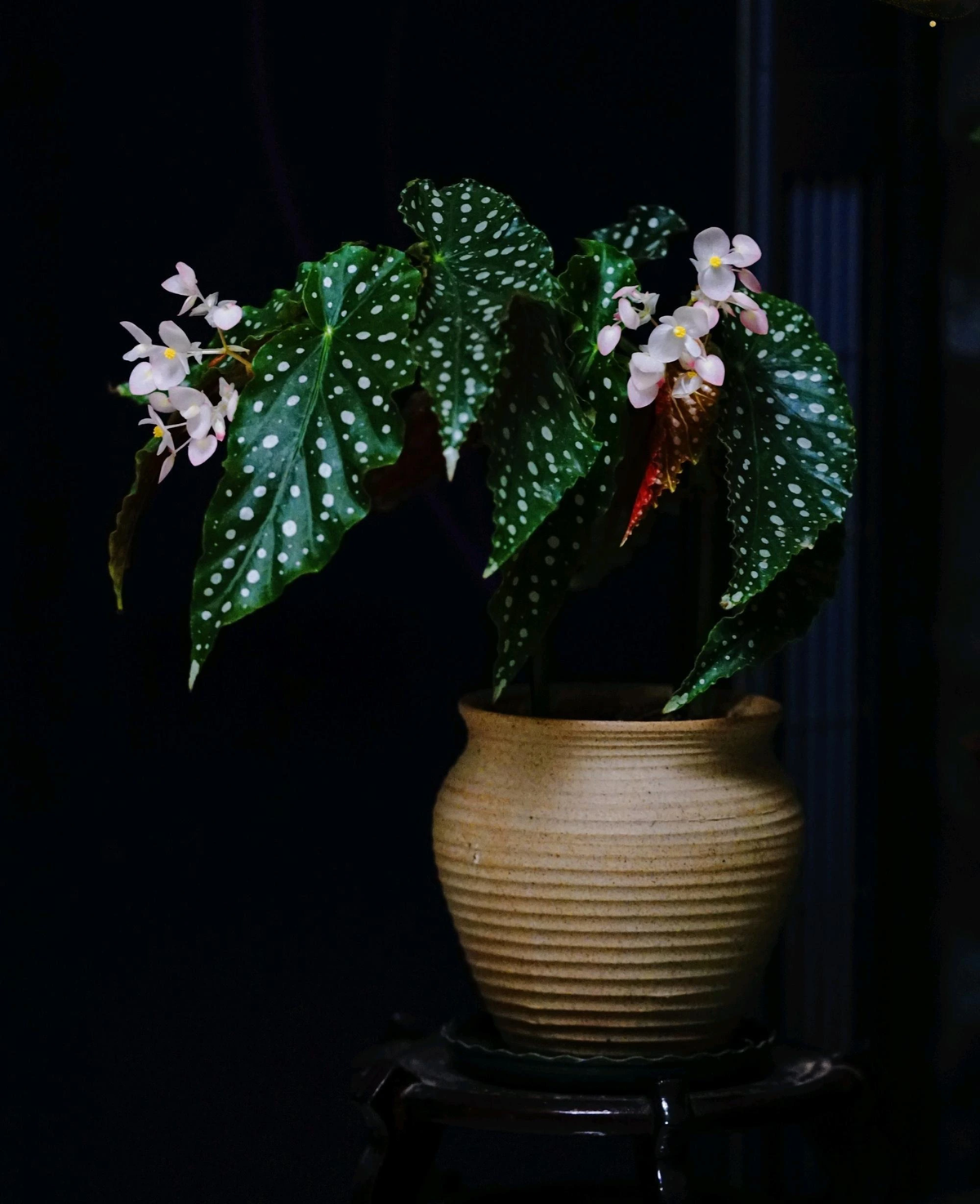 Thu hai duong cham bi, cay canh quy toc 