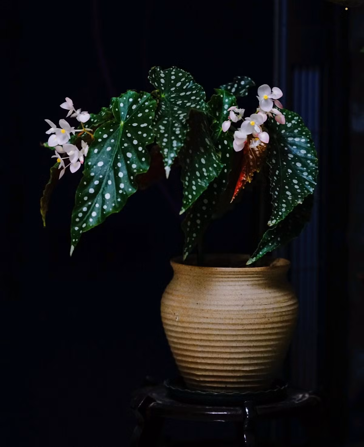 Thu hai duong cham bi, cay canh quy toc 