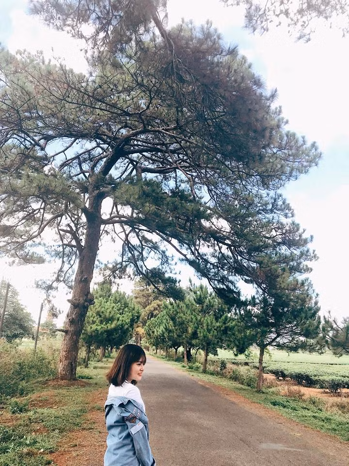 Lối đi vào biển hồ chè là con đường bao quanh bởi 2 bên hàng thông xanh rợp mát. Con đường tuyệt đẹp, chỉ dài khoảng 800 mét, rộng khoảng 8 mét, nhưng dọc hai bên đường là hàng cây thông cổ trên 100 tuổi, kế bên những cánh đồng chè xanh bất tận.