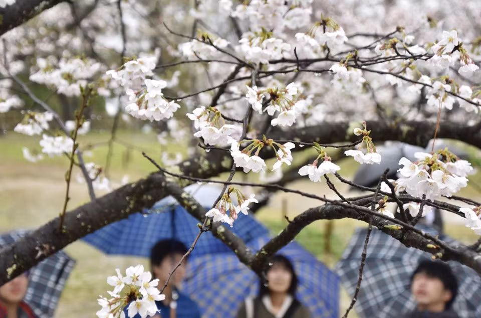 Den Nhat nam 2019, chon thoi gian va dia diem nao ngam hoa anh dao?