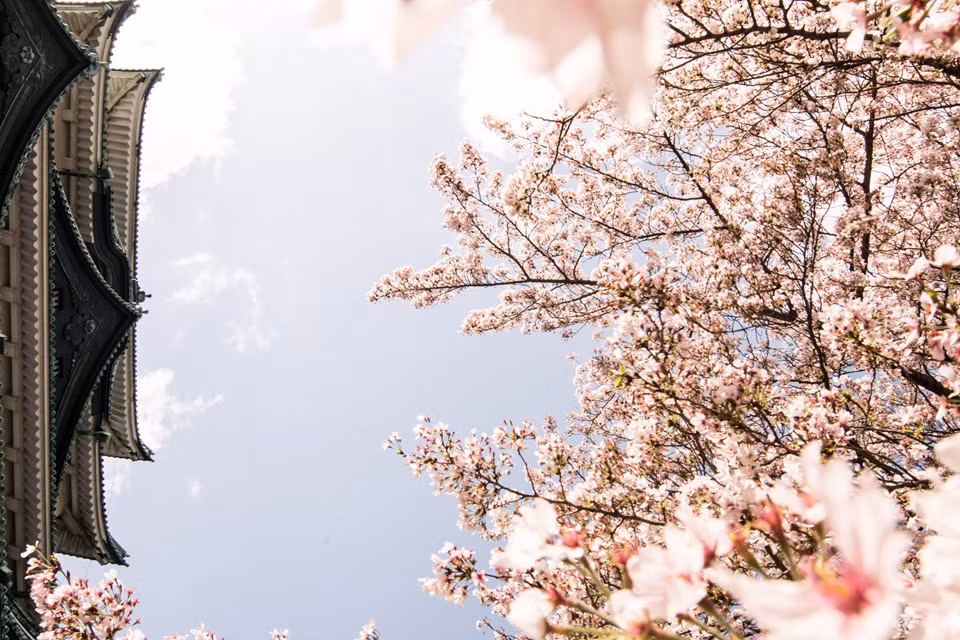 Ngoài ngắm hoa, du khách có thể đến thăm bảo tàng nghệ thuật Tokygawa, bảo tàng kỷ niệm kỹ thuật công nghiệp Toyota, tháp truyền hình Nagoya, Oasis 21, Osu Shotengai, Atsuta Jingu, bảo tàng khoa học thành phố Nagoya, bảo tàng đường sắt Linear, Legoland, khu Endoji Shotengai và Shikemichi.