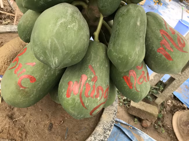 Đu đủ là một trong những cây cảnh được nhiều người tìm mua về trưng Tết trong mấy năm gần đây.