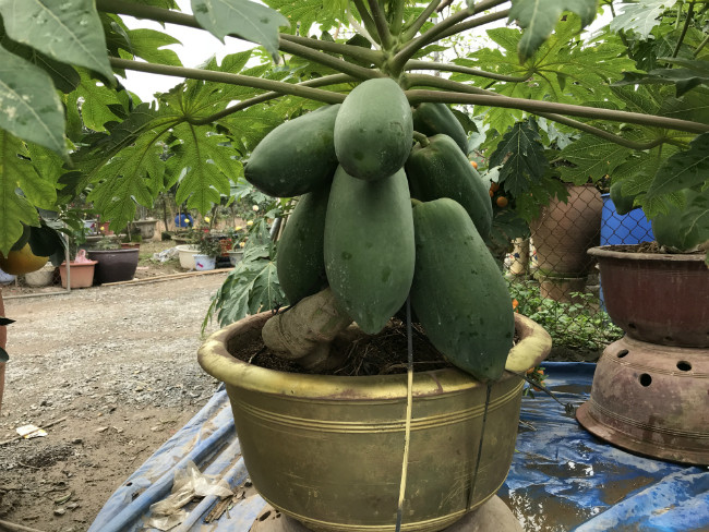 Tùy thuộc vào số lượng quả, chậu cây đu đủ có những mức giá khác nhau, dao động từ vài triệu đồng đến hơn 20 triệu đồng.