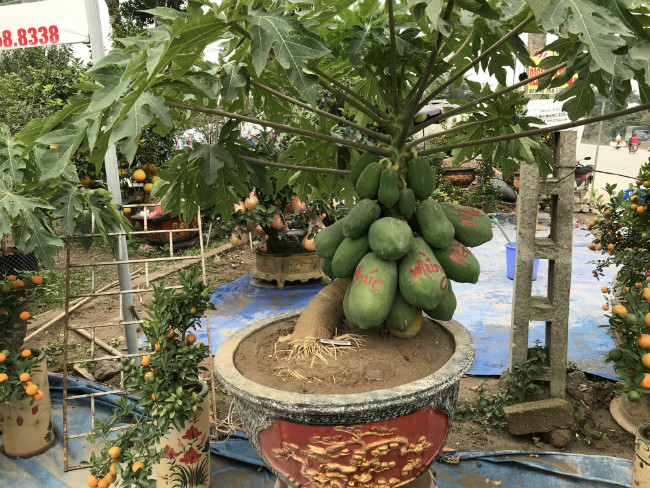 Theo quan niệm của người xưa, cây đu đủ thể hiện cuộc sống đủ đầy, bền vững, ấm no.