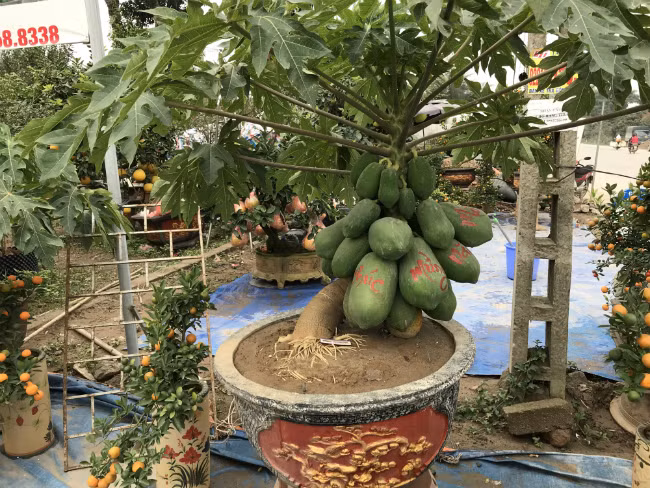 Theo quan niệm của người xưa, cây đu đủ thể hiện cuộc sống đủ đầy, bền vững, ấm no.