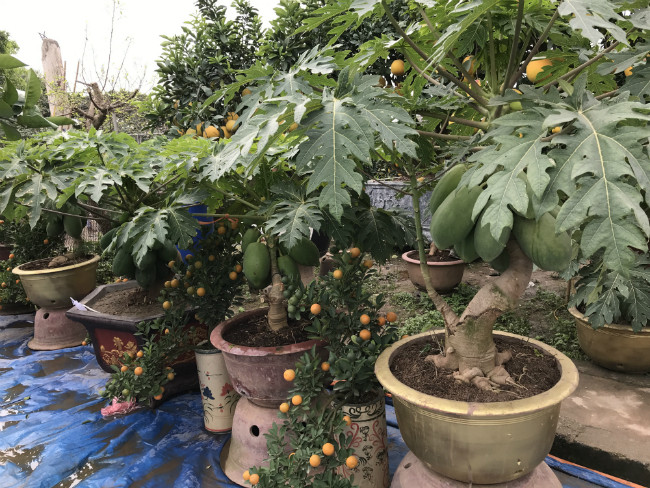 Theo anh, cây đu đủ rất khó sống. Nếu người trồng không có kỹ thuật thì khó có thể trồng được thành công.