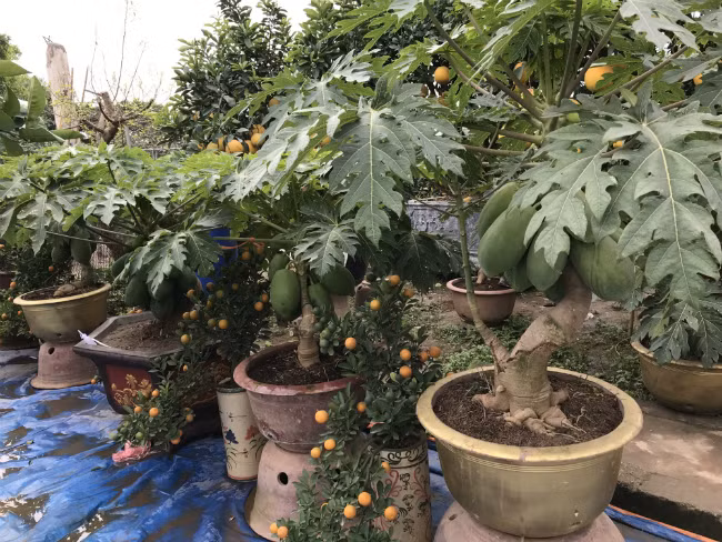 Theo anh, cây đu đủ rất khó sống. Nếu người trồng không có kỹ thuật thì khó có thể trồng được thành công.