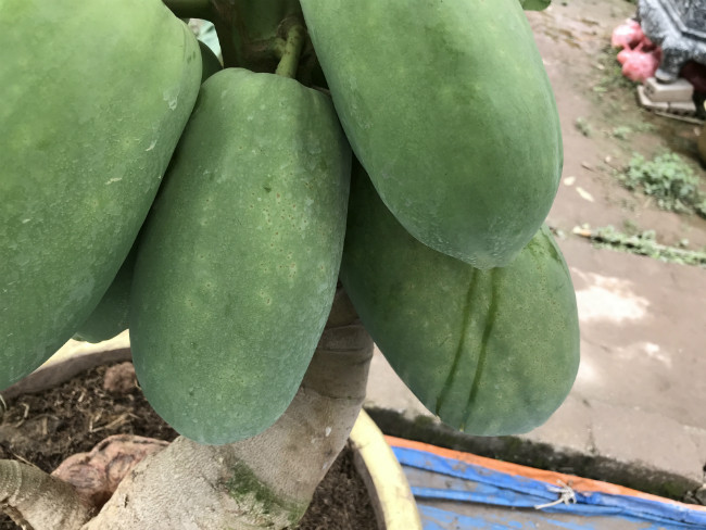 Cây đu đủ đem ra trưng đến đâu bán hết đến đó.