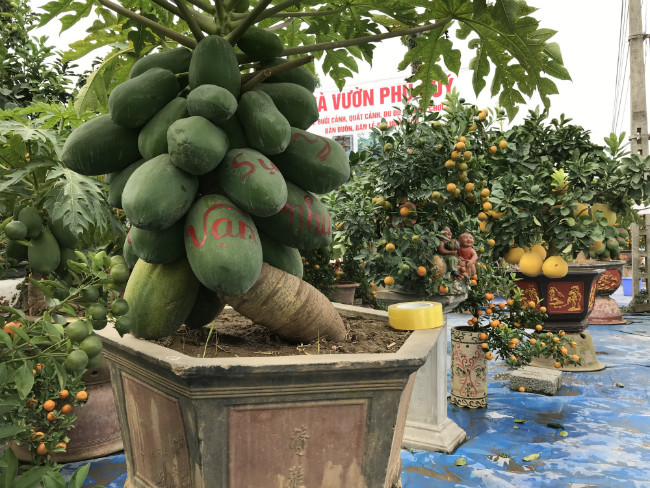 Sở dĩ chúng có giá cao như vậy là vì cây đu đủ khó trồng. Năm nay, anh trồng 300 cây nhưng do thời tiết không thuận lợi, chỉ còn hơn 70 chậu sống sót, ra quả và được bày bán ra thị trường cây cảnh Tết.