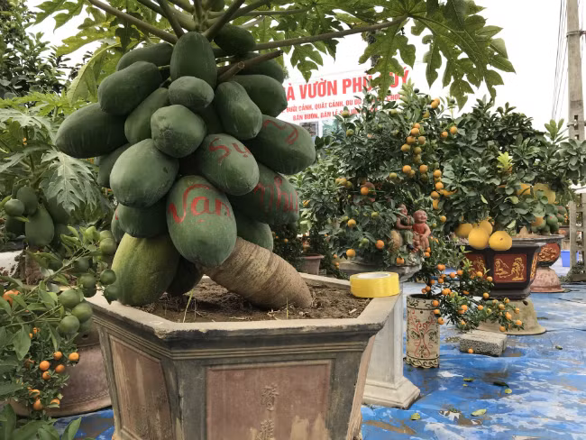 Sở dĩ chúng có giá cao như vậy là vì cây đu đủ khó trồng. Năm nay, anh trồng 300 cây nhưng do thời tiết không thuận lợi, chỉ còn hơn 70 chậu sống sót, ra quả và được bày bán ra thị trường cây cảnh Tết.