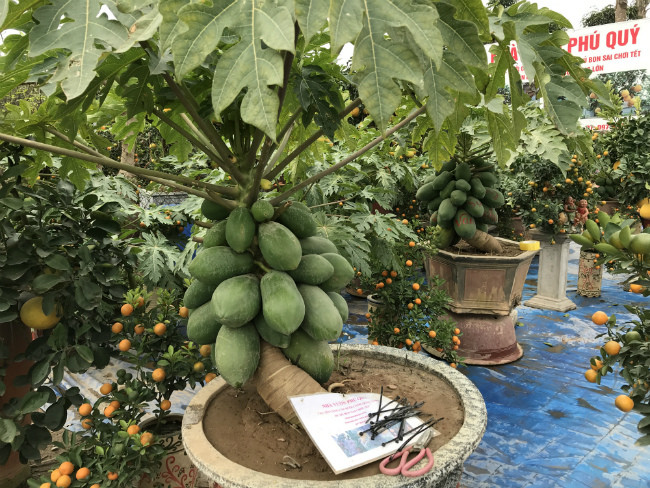 Đây là chậu đu đủ được bán với giá 10 triệu đồng. Với những chậu đẹp, giá cao, khách hàng đã đến mua và vận chuyển về chơi Tết.