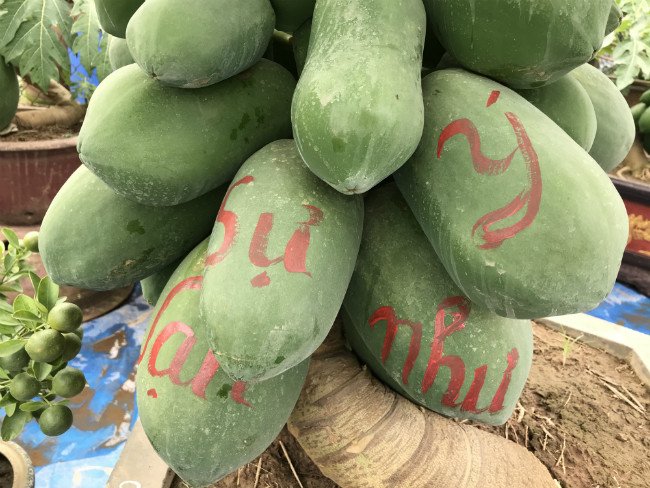 Những cây đu đủ bonsai này đều hơn 1 năm tuổi.