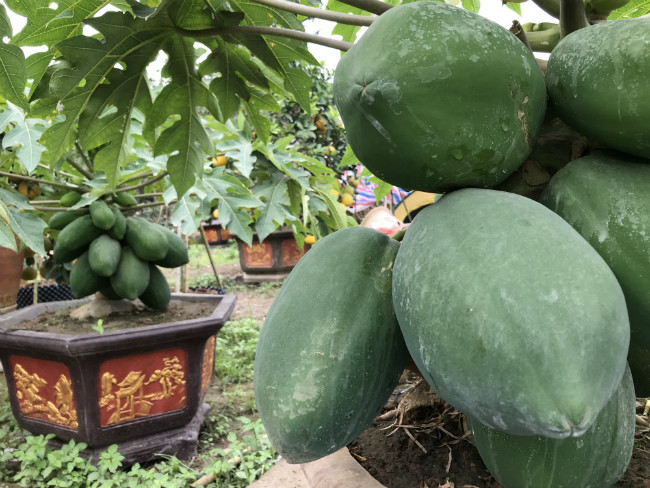 Nhiều người quanh vùng cũng học hỏi và làm theo. Tuy nhiên, họ trồng không sống được cây nào. Vì đến mùa mưa, cây đu đủ dễ bị hỏng ngọn, không ra quả.