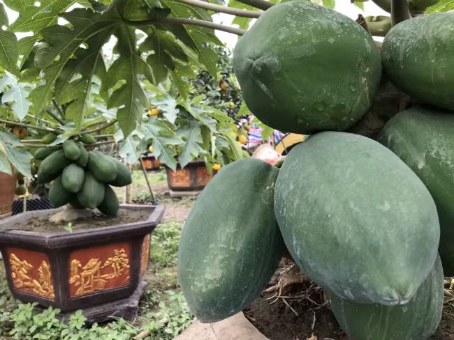 Nhiều người quanh vùng cũng học hỏi và làm theo. Tuy nhiên, họ trồng không sống được cây nào. Vì đến mùa mưa, cây đu đủ dễ bị hỏng ngọn, không ra quả.