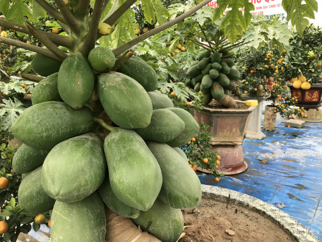 Nắm bắt được xu hướng, anh Lê Văn Tân, một chủ nhà vườn trồng đu đủ bonsai ở Văn Giang (Hưng Yên), đã trồng và bán loại cây này. 3 năm trước, anh bắt đầu thử nghiệm và được sự đón nhận đặc biệt của khách hàng.