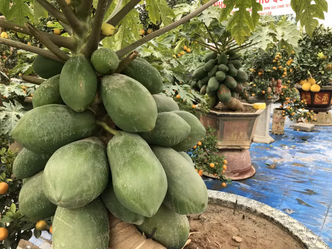 Nắm bắt được xu hướng, anh Lê Văn Tân, một chủ nhà vườn trồng đu đủ bonsai ở Văn Giang (Hưng Yên), đã trồng và bán loại cây này. 3 năm trước, anh bắt đầu thử nghiệm và được sự đón nhận đặc biệt của khách hàng.