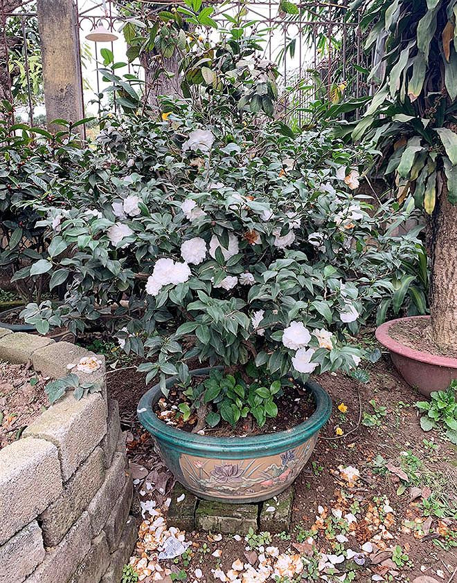 Cây trà cổ với tuổi đời hơn 100 năm có giá 80 triệu đồng.