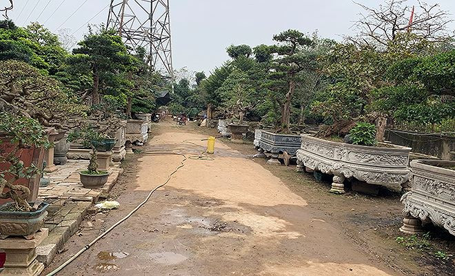 Một vườn cây cảnh quí tại phường Biên Giang (Mai Lĩnh).