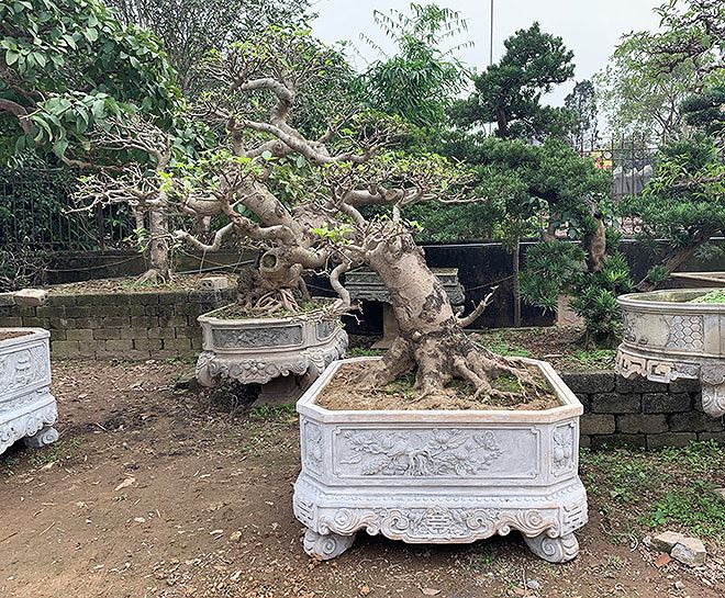 Cây sung được ưa chuộng Tết năm nay .