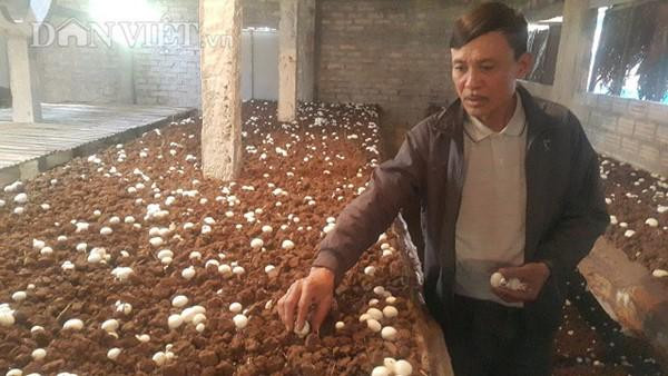 Gia đình ông Trần Xuân Quyền đang ngày đêm chăm bẵm vườn nấm sò trắng như ngọc để phục vụ khách hàng ăn Tết.