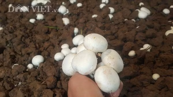 Theo ông Quyền, nấm sò, nấm mỡ có nhiều dinh dưỡng, dễ ăn và có thể chế biến được nhiều món ăn ngon khác nhau. Nấm sò, nấm mỡ cũng được các nhà hàng, khách sạn, quán ăn, quán lẩu...tiêu thụ mạnh trong mùa đông.