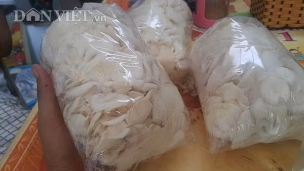 Nấm sau khi thu hoạch được đóng gói cẩn thận để dễ dàng vận chuyển cũng như bảo quản.